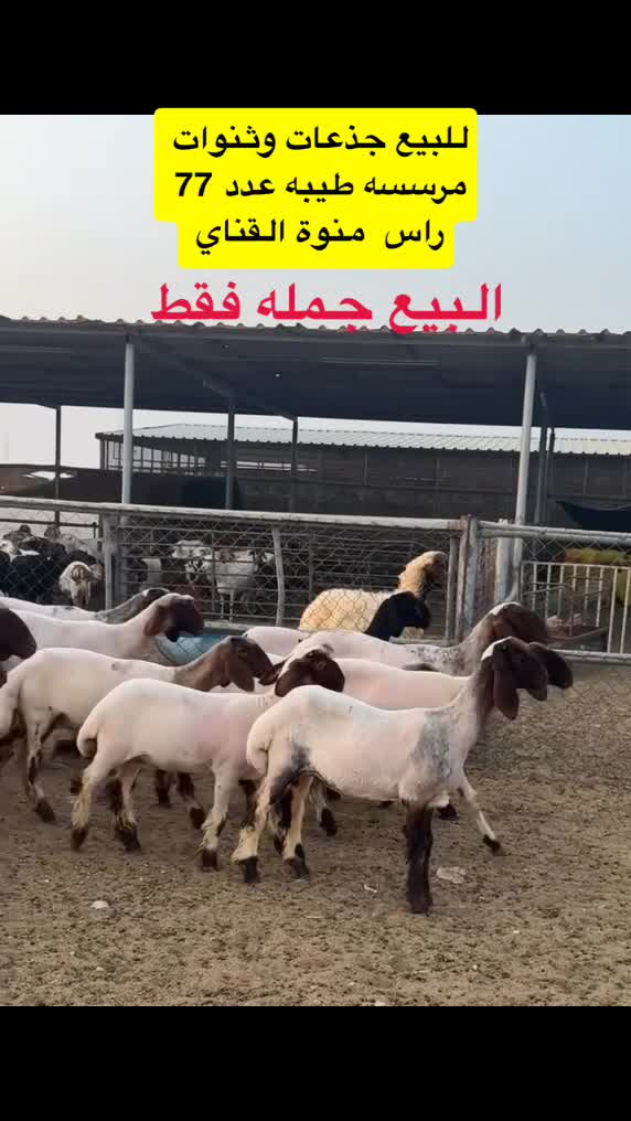 جذعات صنف  - 1