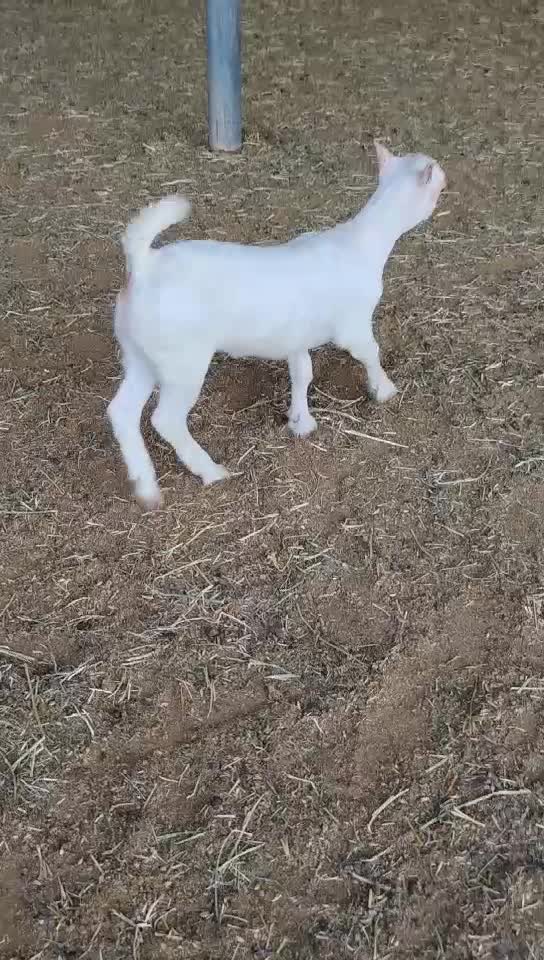 للبيع سخله عمانيه اصلي درجه اول - 1