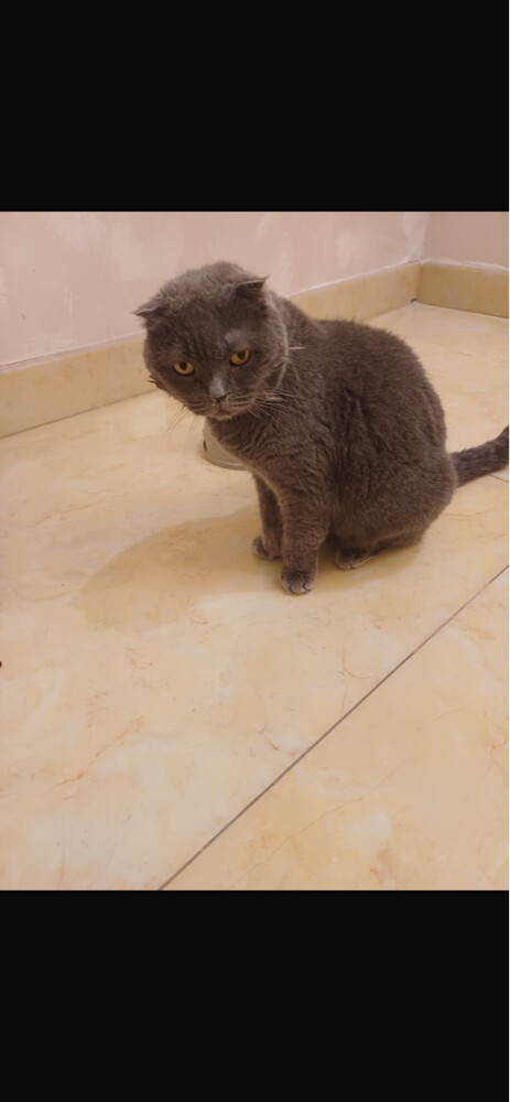 tow cats for free - 2