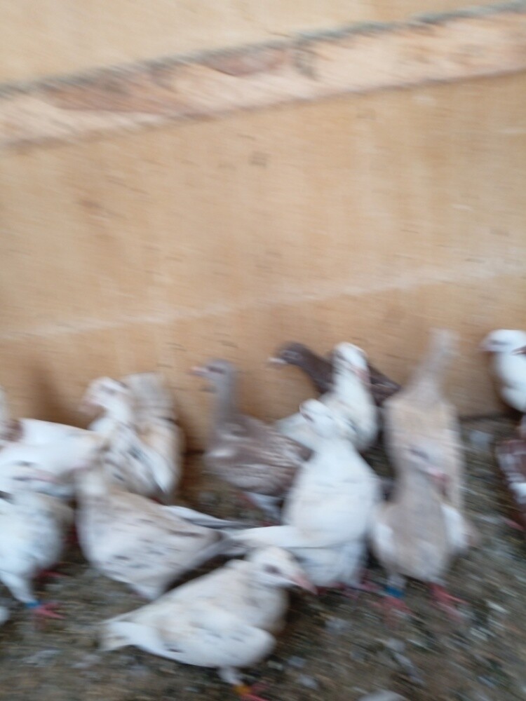 حمام - 9