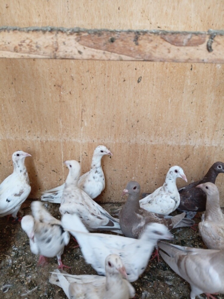حمام - 8