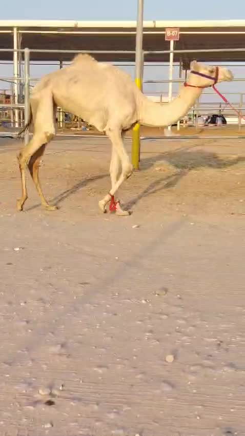 بكره حقه طيبه - 2