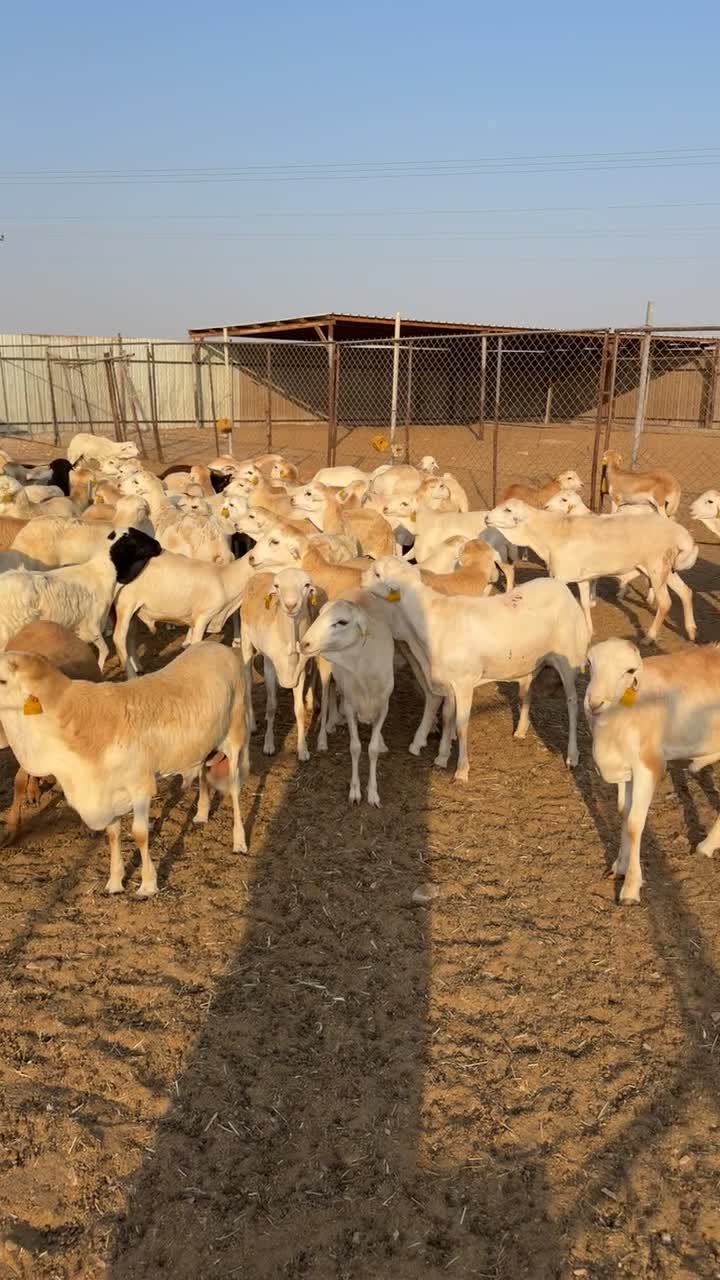 خرفان رفيدي طيبه - 1