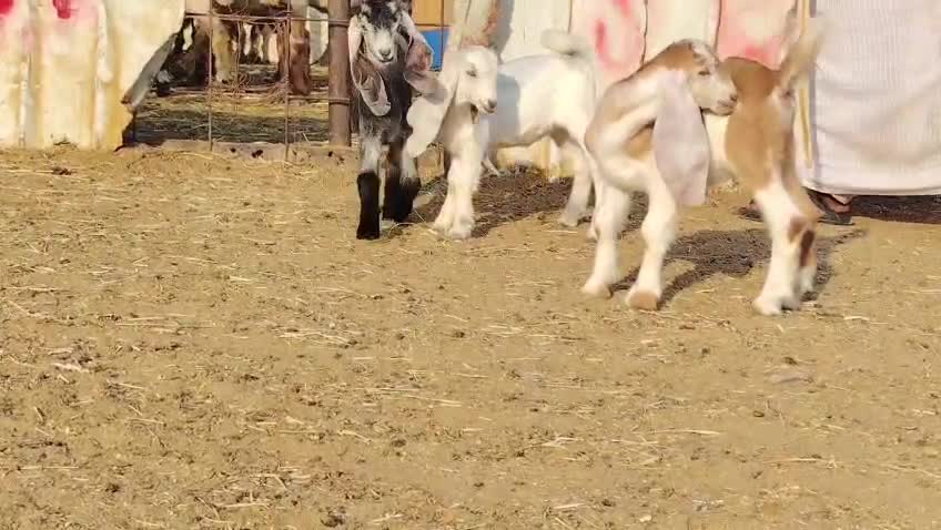 جمد دغاوير طيبه - 1