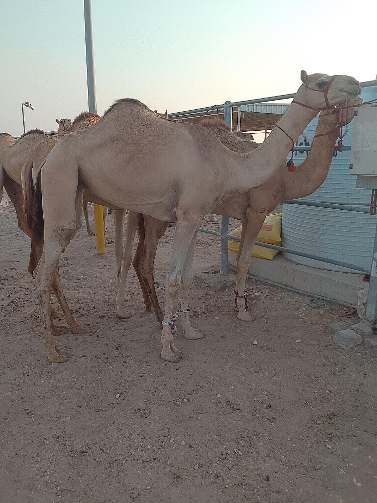 للبيع بكره جداعه - 1