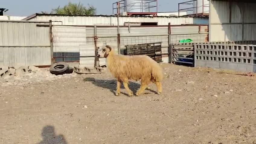 عربي ابيض - 1