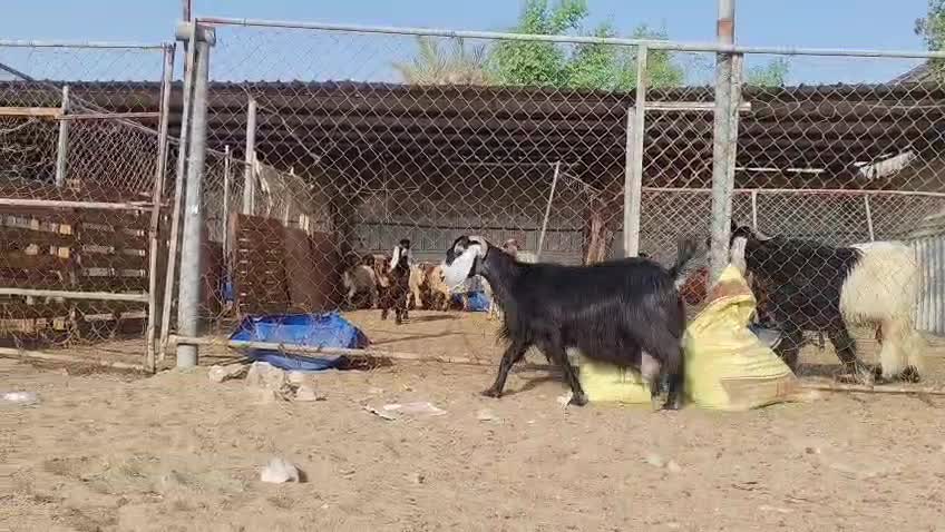 للبيع عنز عاااااااارضيه طيبه حليب - 4