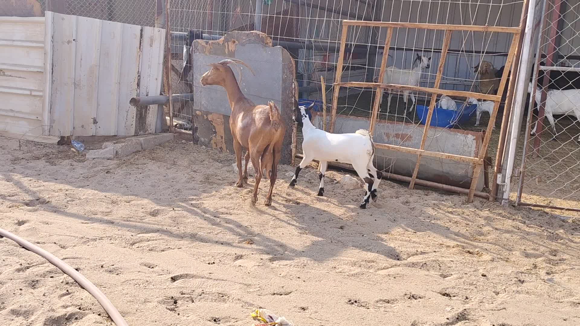البيع عنز عمانيه وليد تحته جمده - 1