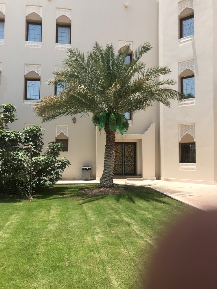 العنايه بالنخيل  - 3