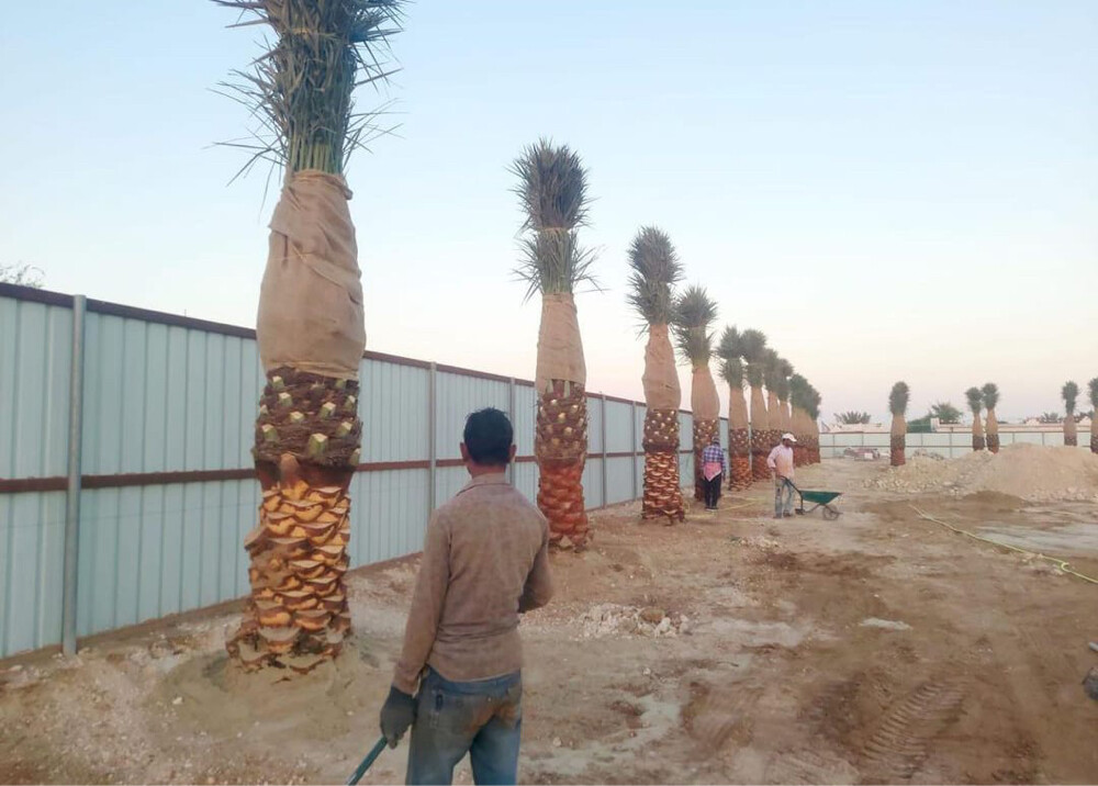 العنايه بالنخيل  - 7