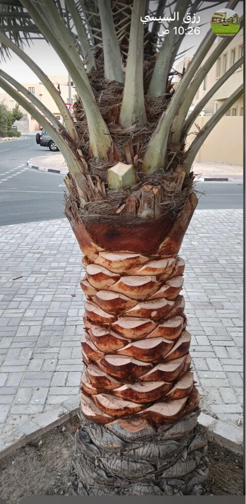 العنايه بالنخيل  - 5