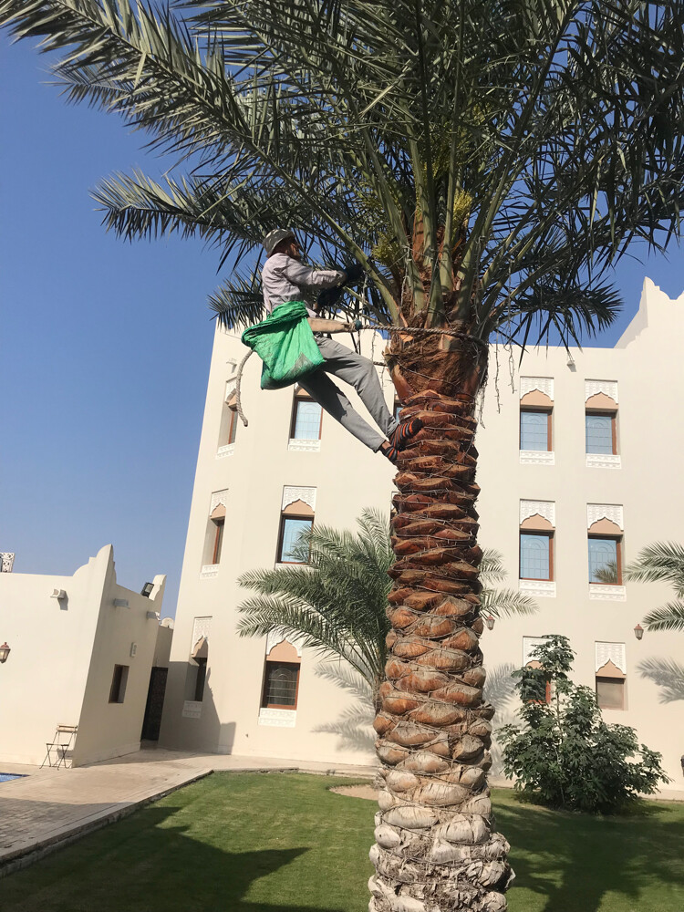 العنايه بالنخيل  - 4