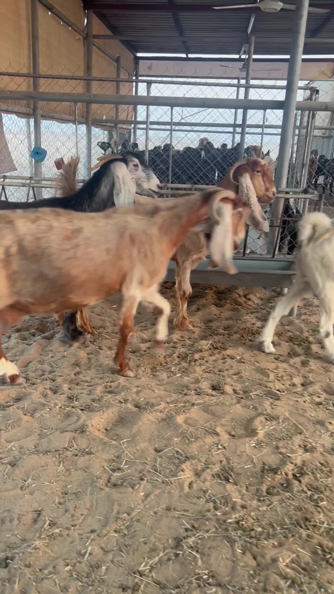دفيع سونار - 1