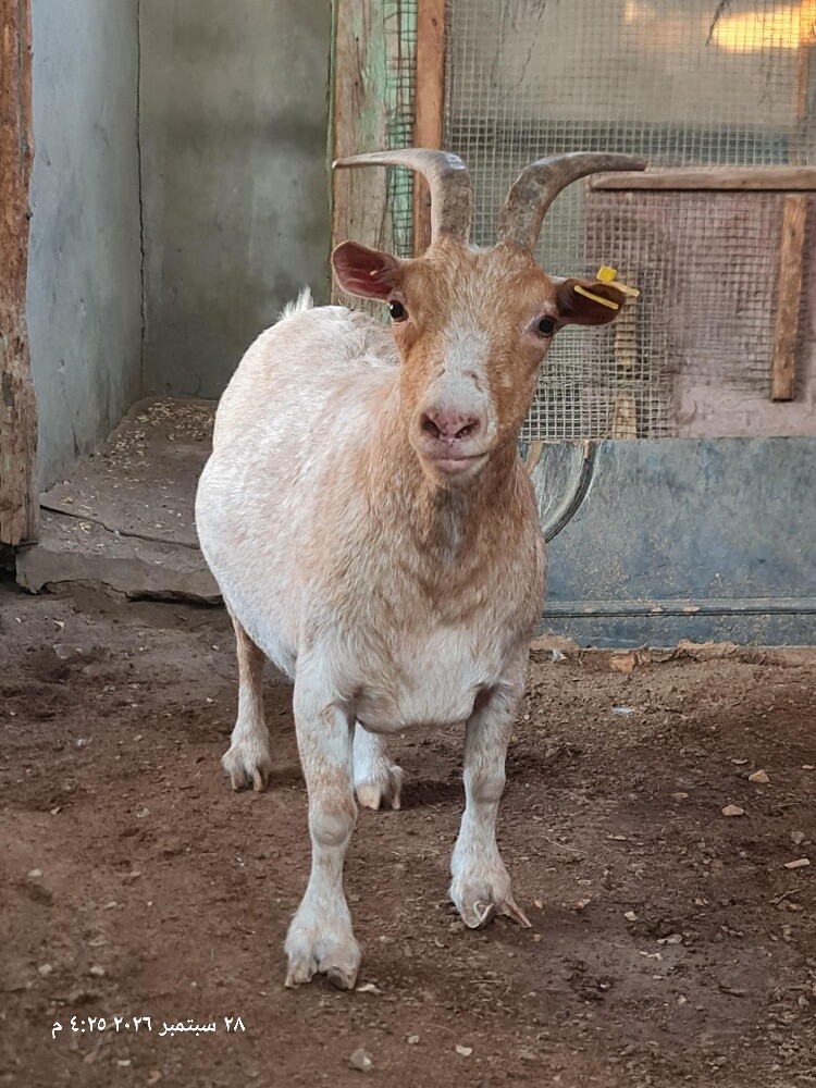 old mini goat - 1