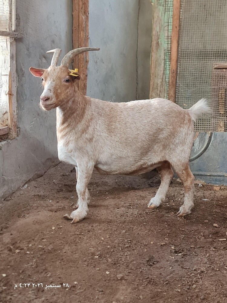 old mini goat - 2
