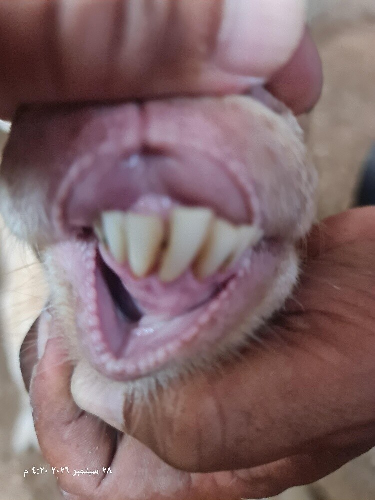 old mini goat - 3