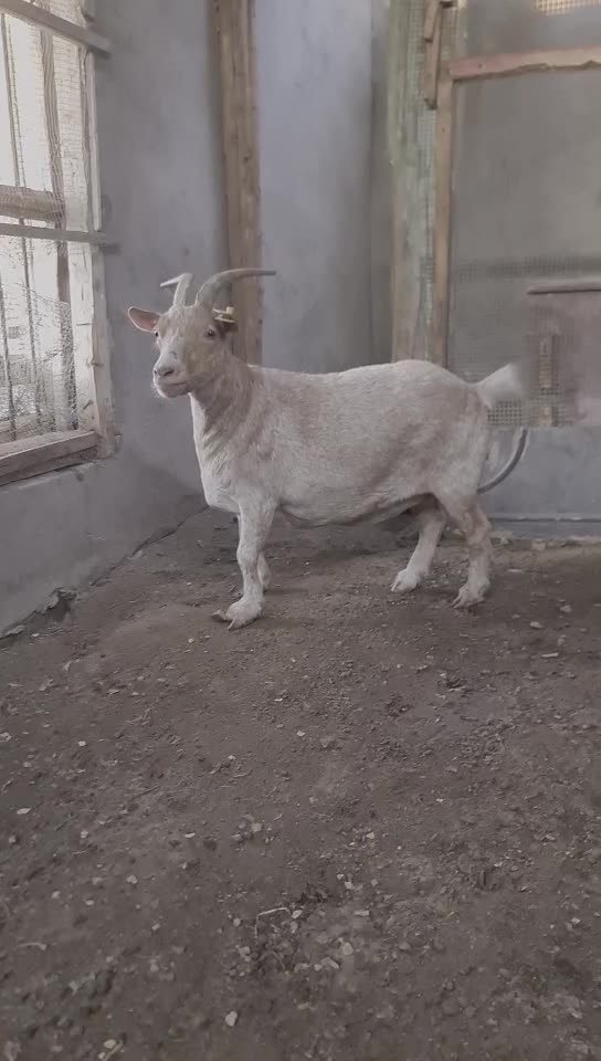 old mini goat - 4