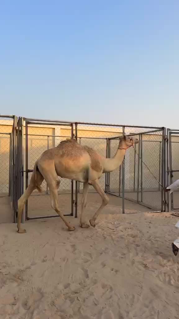 للبيع - 1