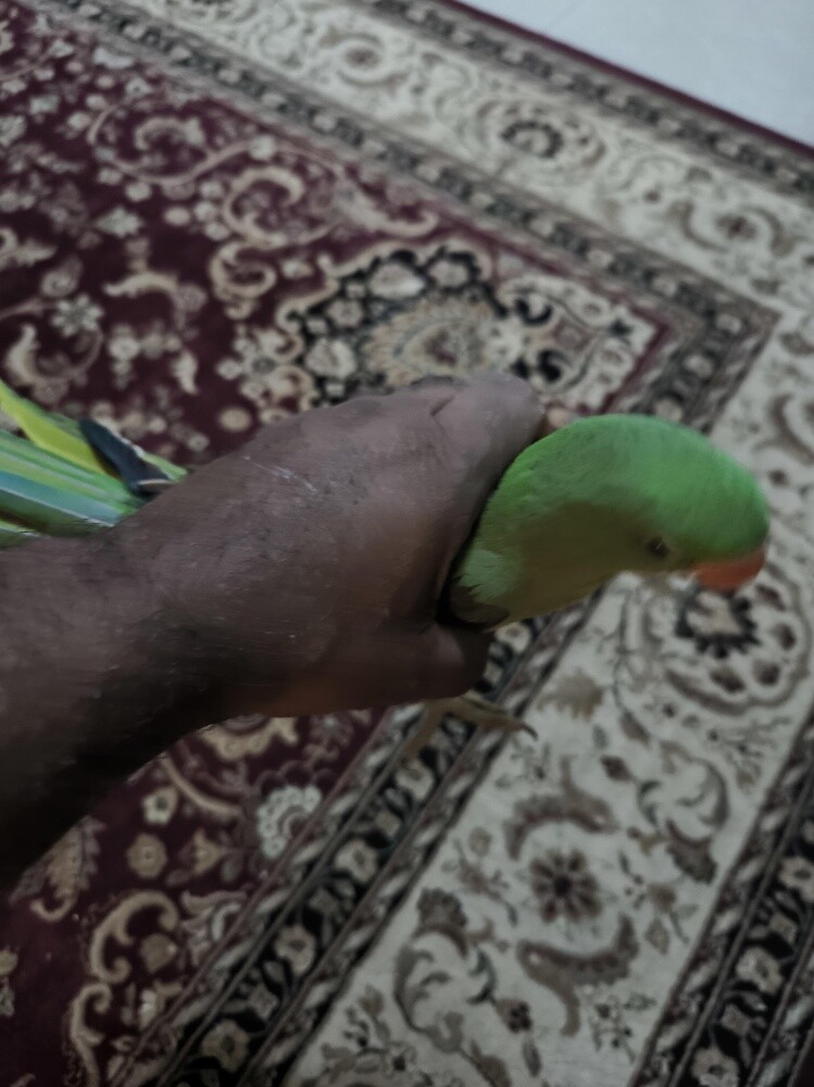 للبيع درة اليف - 2