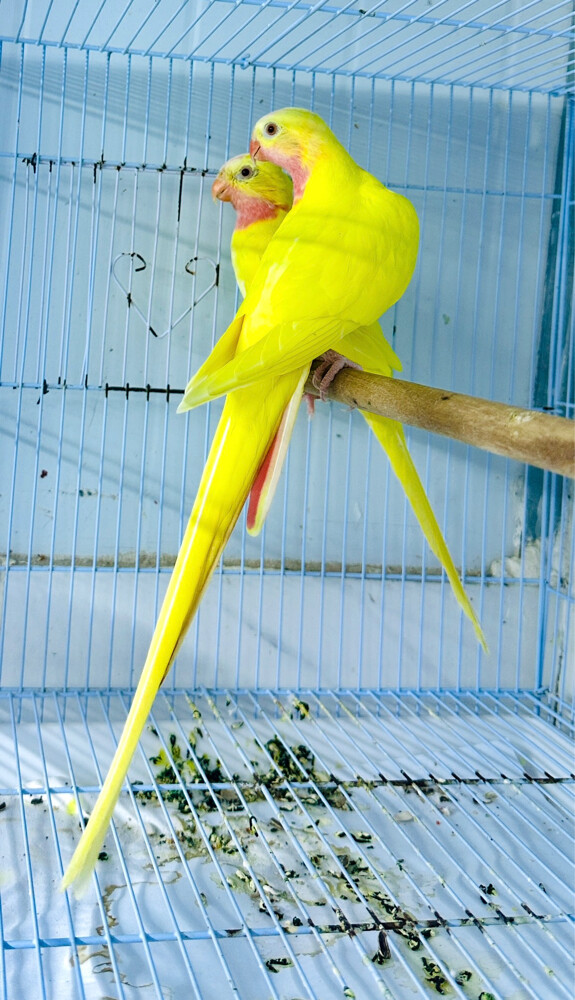 برنسس  - 2