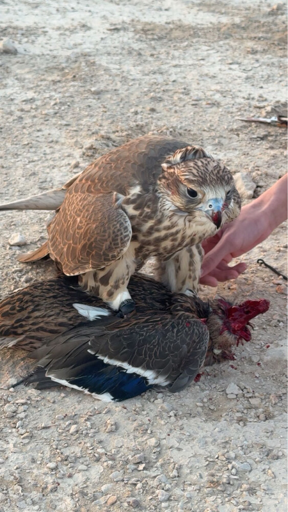 حر من حر من طيور بن خجيم - 5