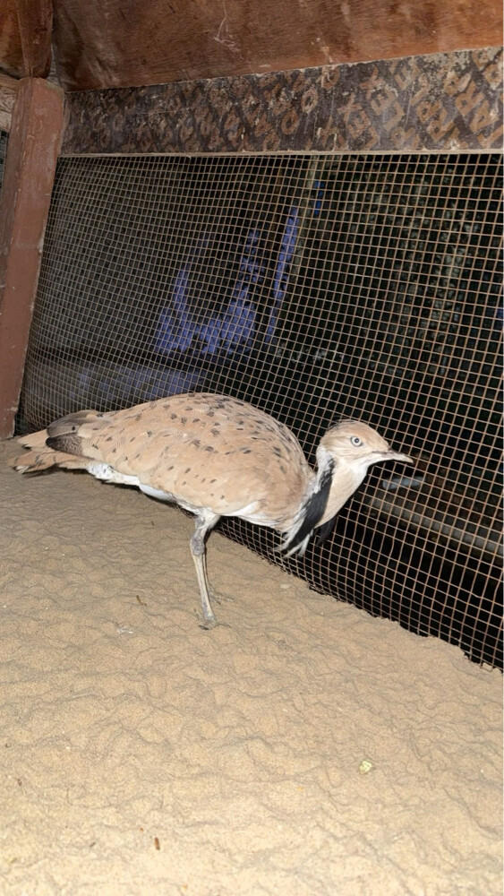 حر من حر من طيور بن خجيم - 3