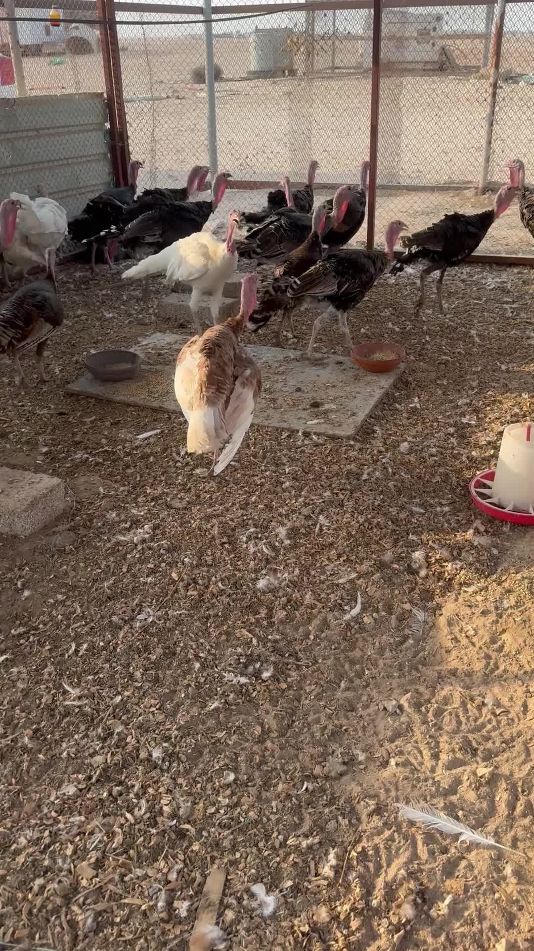 دجاج ودياكه رومي - 1