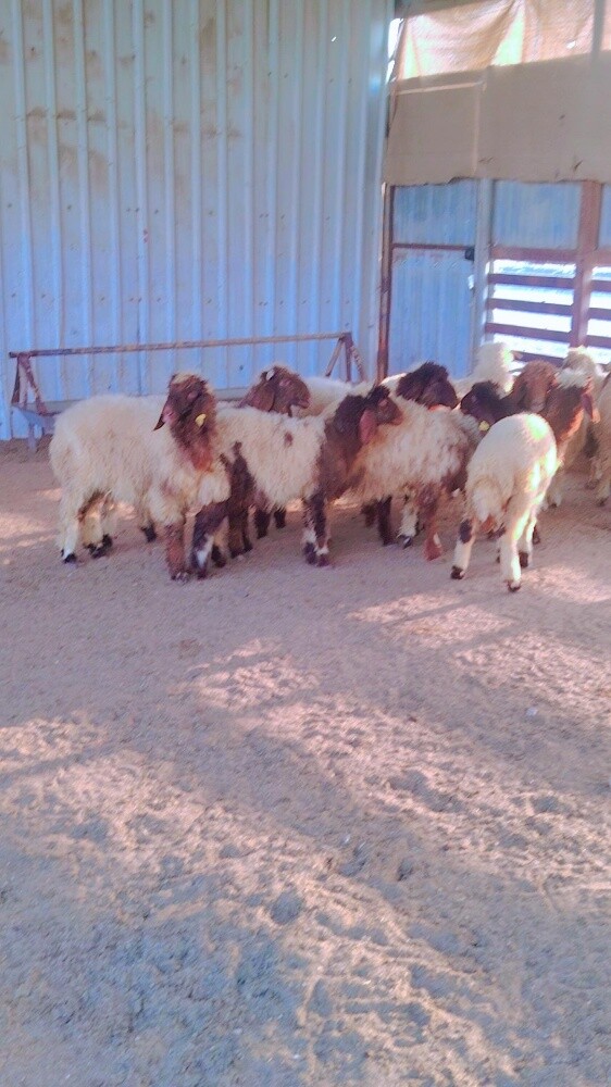 اربعه خرفان ورخال - 4