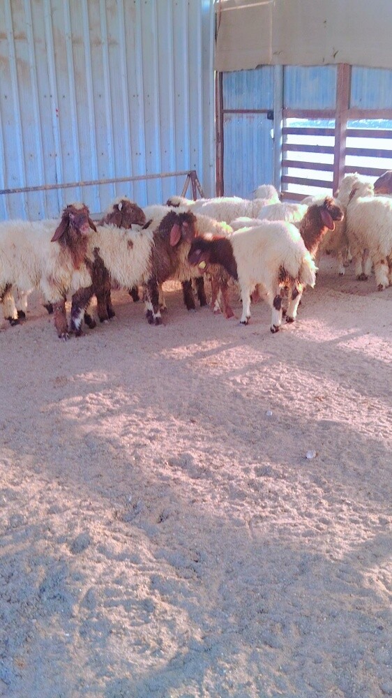 اربعه خرفان ورخال - 2