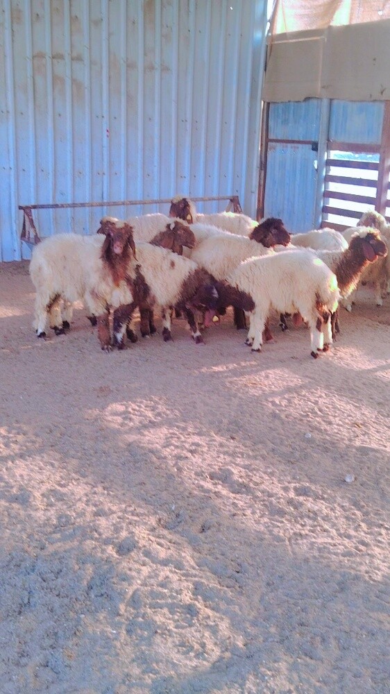 اربعه خرفان ورخال - 5