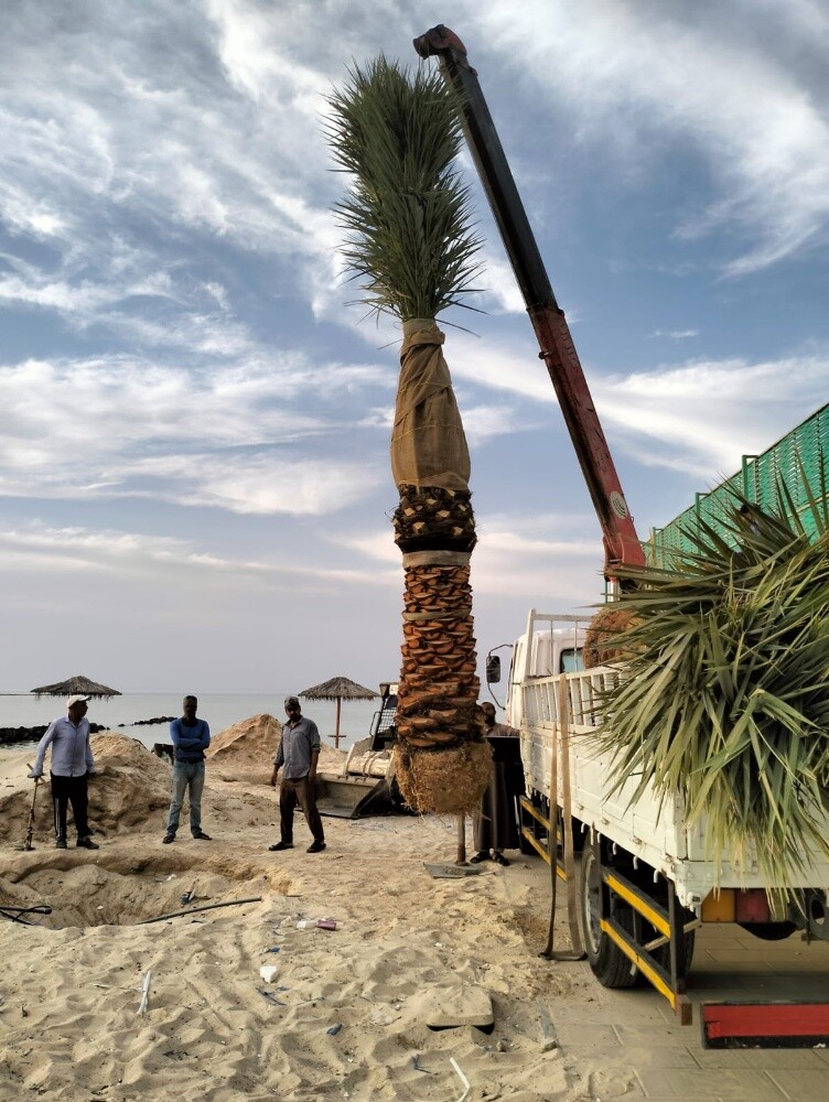 زراعه الحدائق - 3