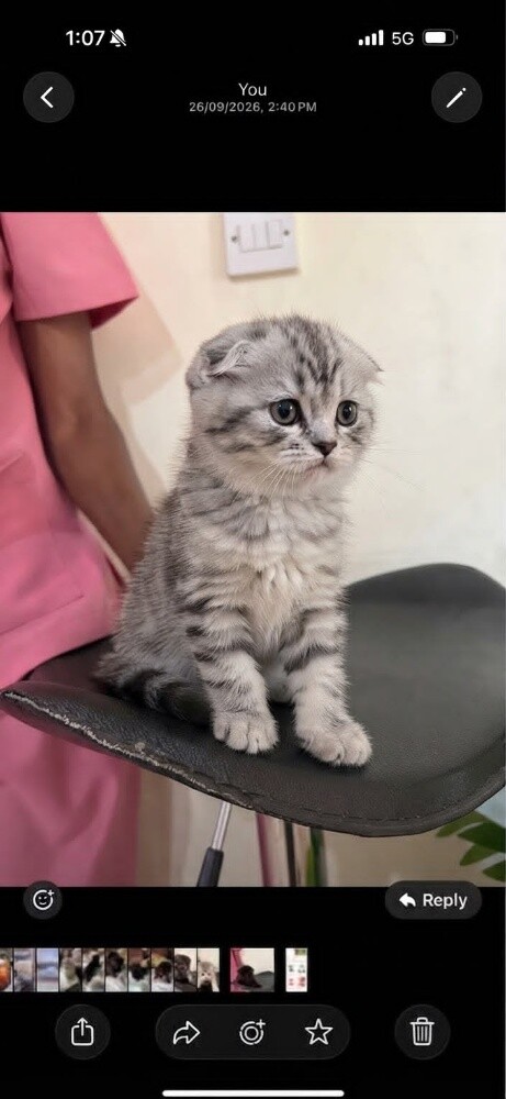 قطط كيوت للبيع - 1
