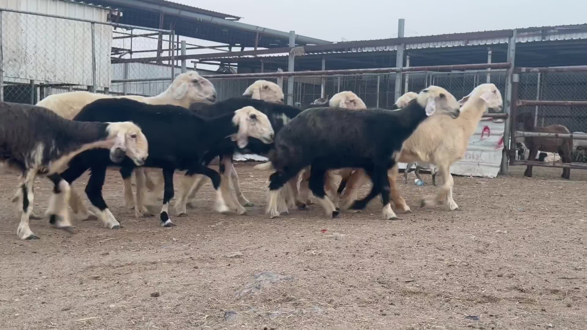 للبيع شويهات نجد اصايل  - 1