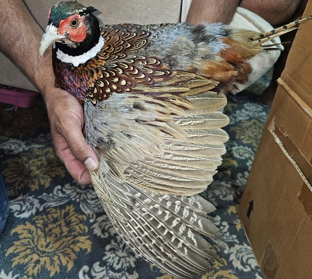 للبيع حمام وفزن - 2