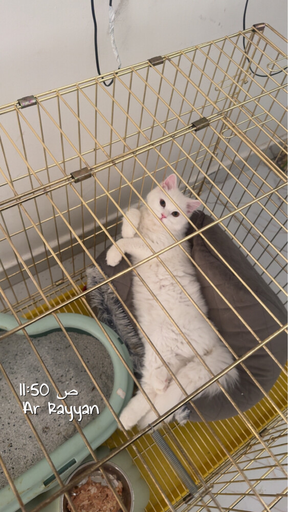 اسم القطه: شوشو  - 2