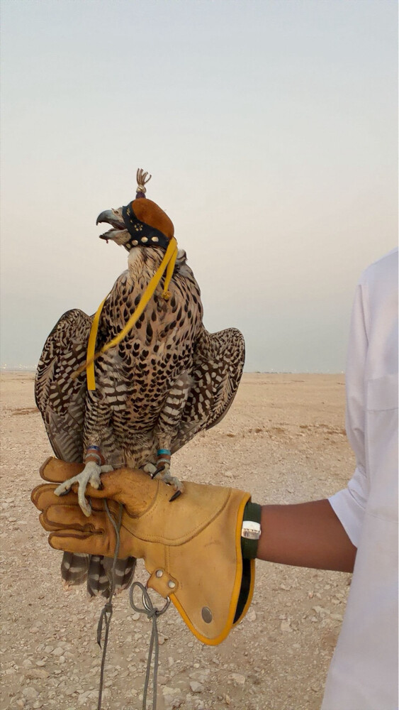جير شاهين - 1
