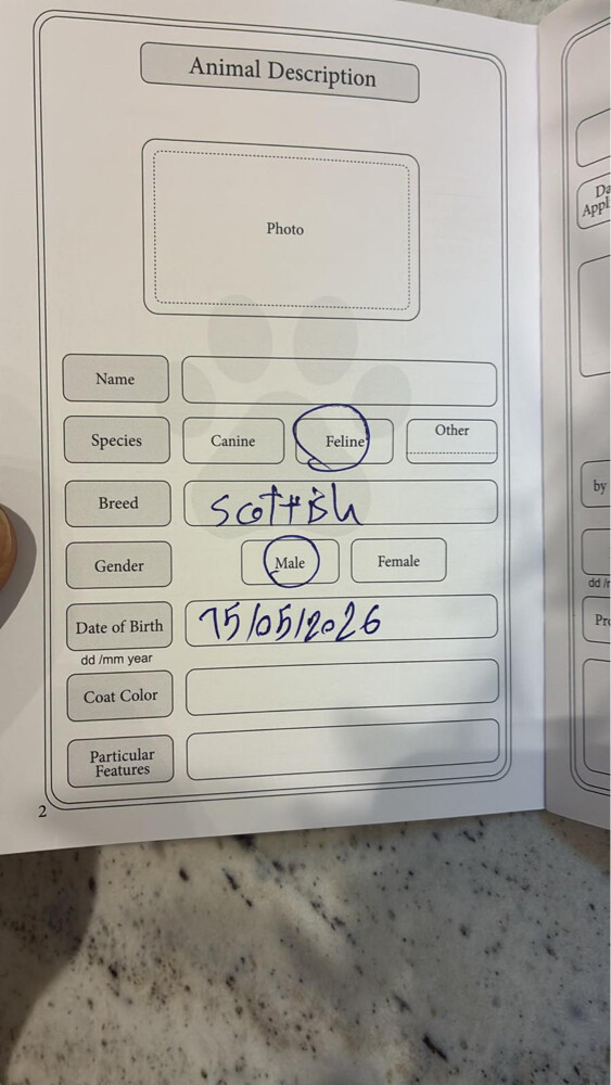 قطط  - 6