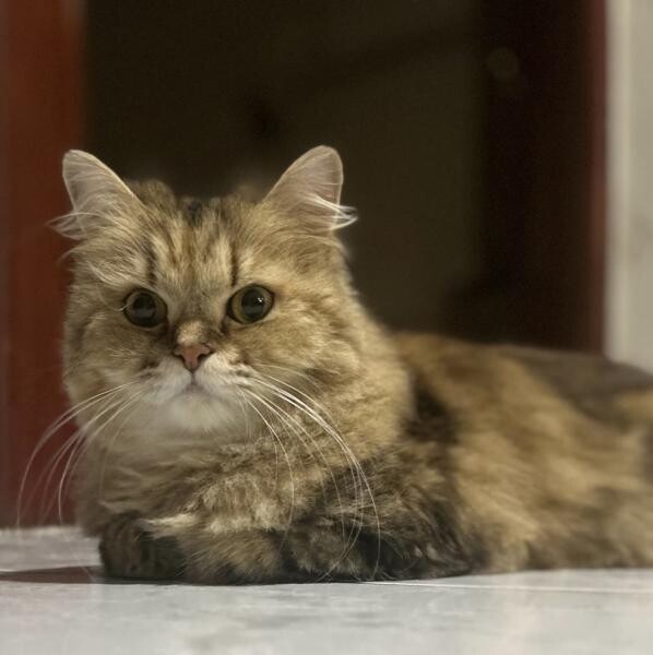 Cat for sale - 2
