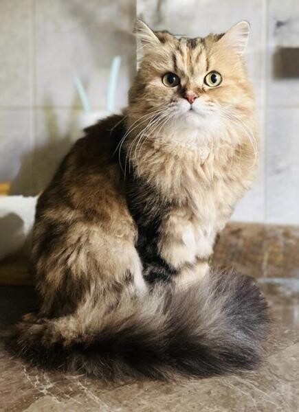 Cat for sale - 1