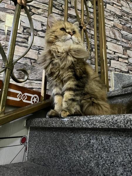 Cat for sale - 8