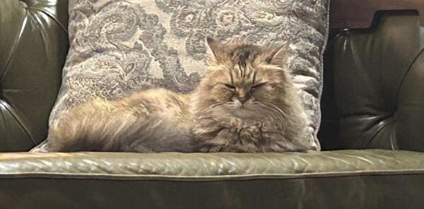 Cat for sale - 6