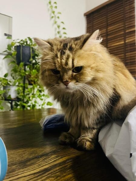 Cat for sale - 3