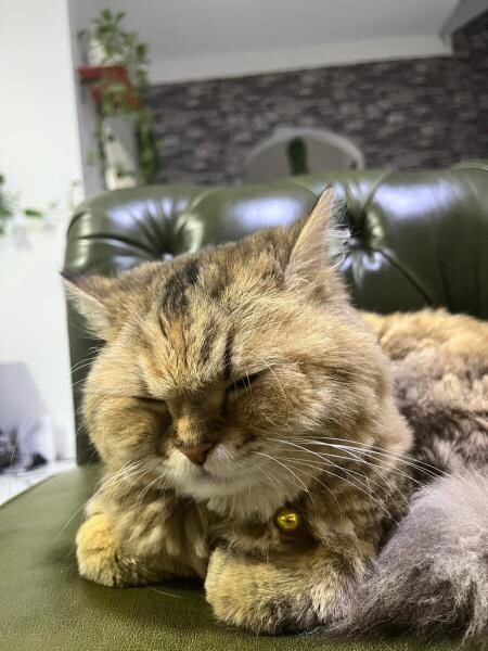 Cat for sale - 7