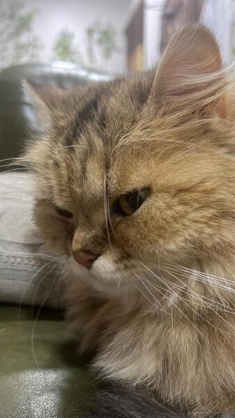 Cat for sale - 5