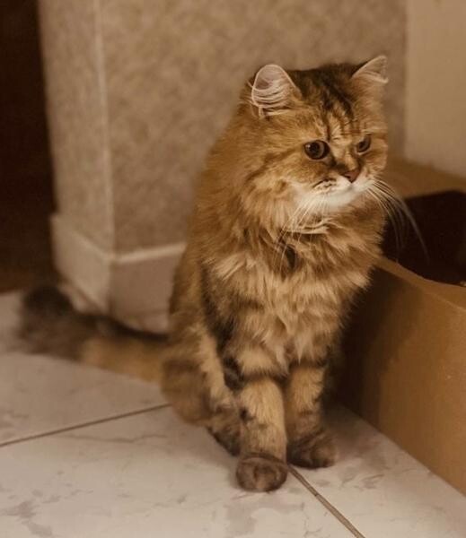 Cat for sale - 4