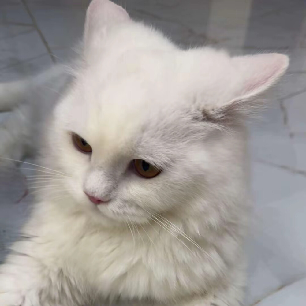 راء - 2