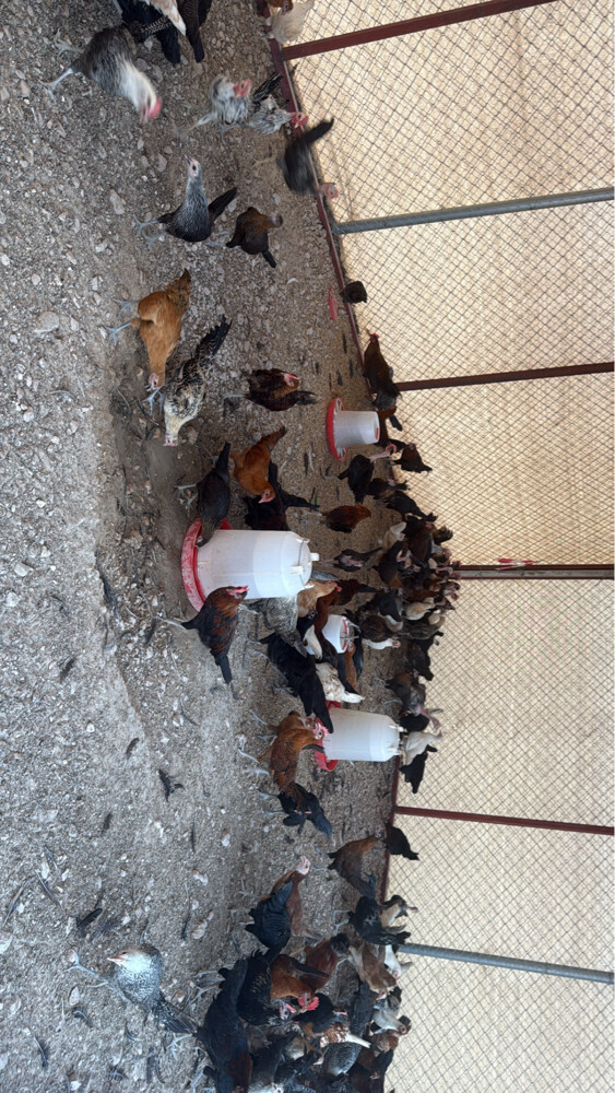 دجاج العدد حول 200  - 1