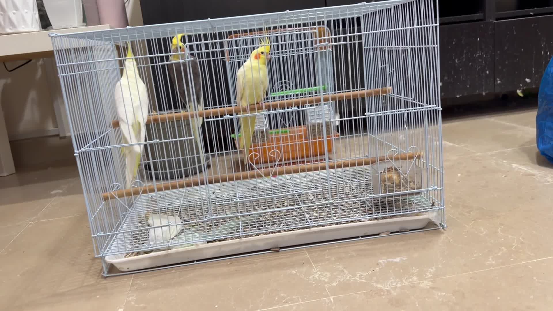 3 coktails with cage  - 2