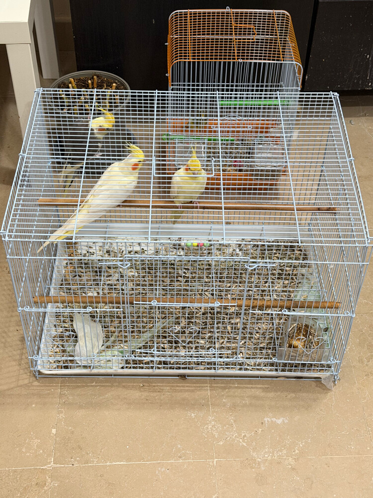 3 coktails with cage  - 1