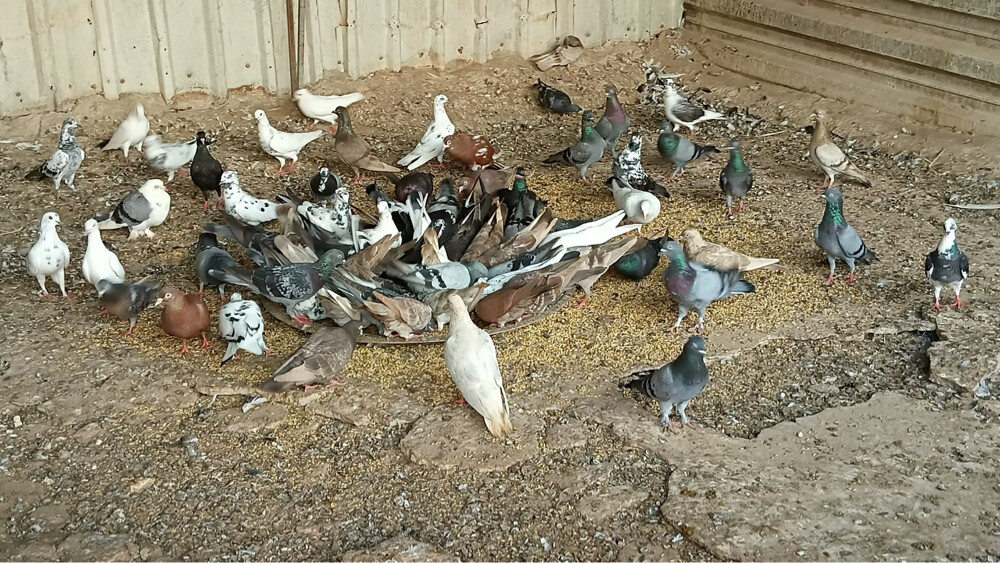 حمام باكستاني للبيع - 4